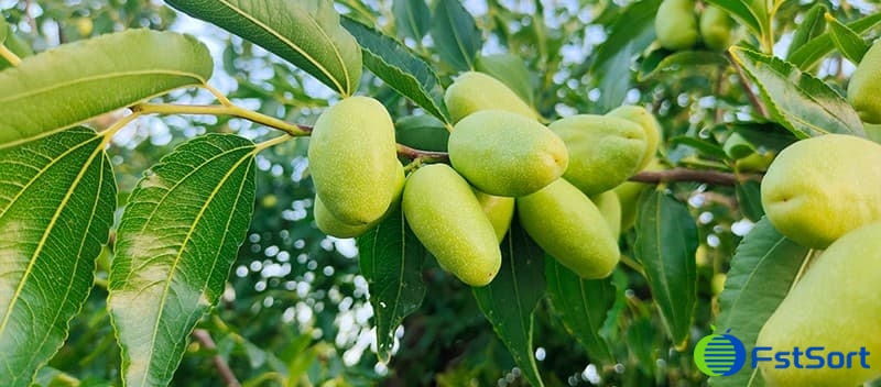 images/1693820238538date grading machine.jpg